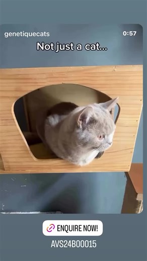 Lykoi Cats: Sweet Family Kittens for Sale