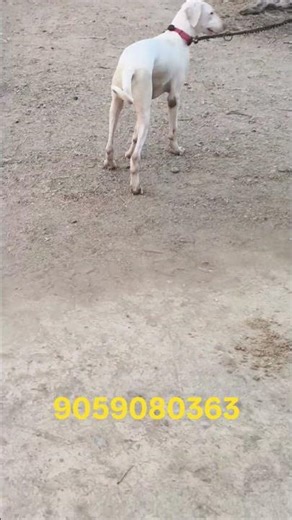 Sold out rajapalayam semi adult male puppy for sale in telugu #trendingshorts #telugu #petshub
