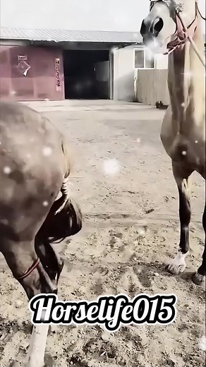 Understanding Horse Breeding: A Complete Guide