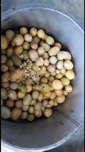 3.6K views | Vegetable cutting machine ☎️ +91 91111 56620 | Punjab Engineering Corporation | Facebook