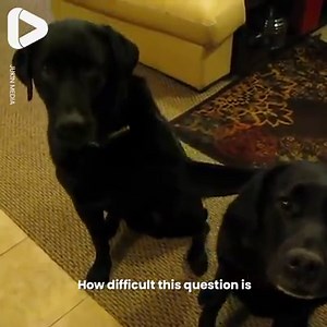 I can't believe he snitched on his sister like that! 🐶🍪 | IGV