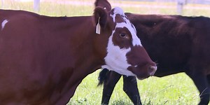 Farmer loses 9 cows from one lightning strike Sunday