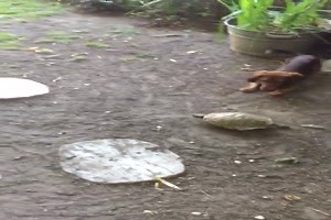witziges Video 'Hund und Schildkröte spielen Ball' - FUNPOT
