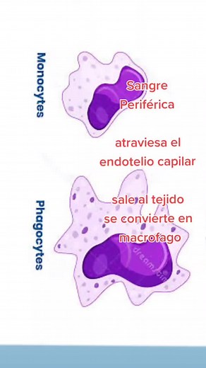Monocitos y Macrófagos: Función en Hematología