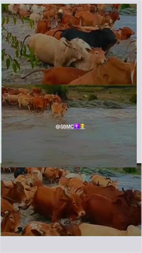 SBMC✝️ 👷‍♂️ (@sbmc126)’s videos with originalljud - shenhatey