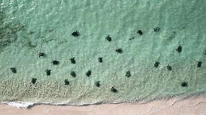 Turtle Mating Season Ningaloo Western Australia Stock Footage Video (100% Royalty-free) 3473062615 | Shutterstock