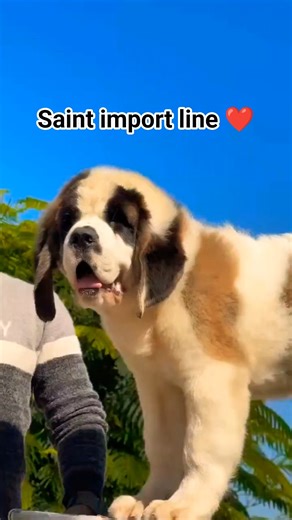 Saint Bernard puppy available for booking 🐶 Big size friendly nature Call 8810623046 #saintbernards
