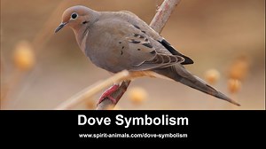 Dove Symbolism