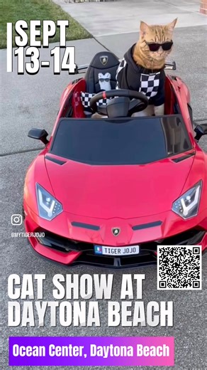 2.5K views · 15 reactions | This weekend! Cat Show and Adoption Event at Daytona Beach! Is in less than 5 days! | New Vision Cat Club | Facebook