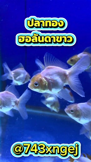 White Oranda Goldfish #ornamentalfish #keepingornamentalfish #aquarium #orandagoldfish