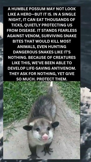 The Silent Hero of the Night: Why Possums Deserve Protection 🐾
