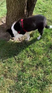 ... si am fost si noi prima data in parc! Sigur ca am fost curiosi sa exploram si ne-am bagat in seama cu toata lumea pe care am intalnit-o desi am ignorat mingea! Acum dormim dus!😂🤦🏻‍♀️ | Ana Birchall