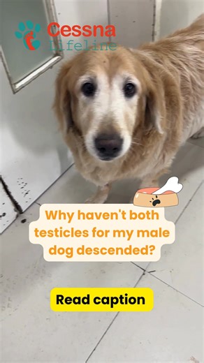  Why haven’t both testicles for my male dog descended? ⚠️ If you’ve...