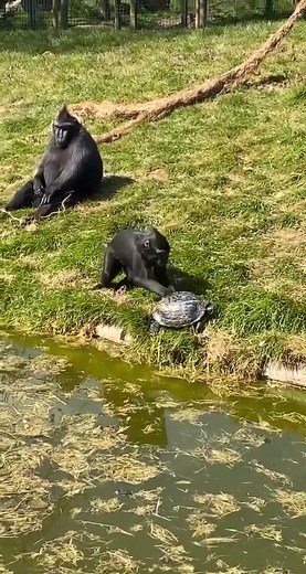 Bizarre Turtle Talent Show at the Zoo Leaves Viewers Stunned