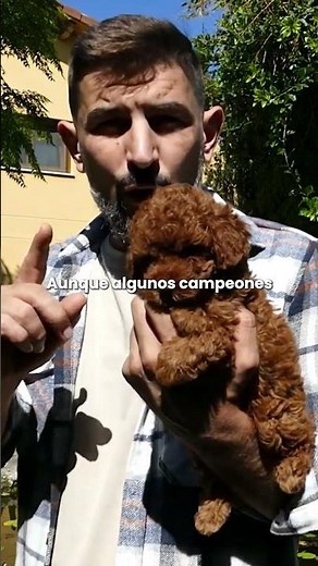 CANICHE TOY | EL Inteligente PERRO PEQUEÑO que NO CRECE #perros #cachorros #puppy #pets #poodle