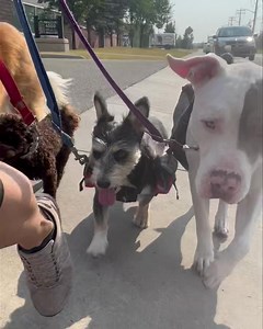 While Jaxx is busy watching a car trailer backing up, Winnie is just hustling- kinda loving the new thing her ears are doing... 😍😍😍 #radarears #terriertude #yycdogs | Just Fur Kids Dog Daycare