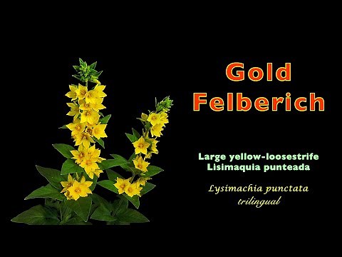 Goldfelberich (Lysimachia punctata, trilingual)