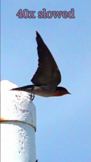 Pacific swallow flying off with 40x slowmo