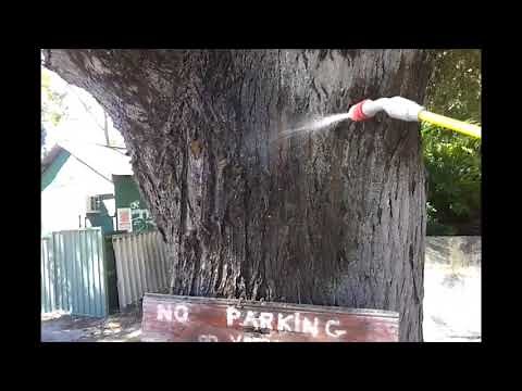 treating cape lilac (white cedar) tree infestation with caterpillar moth