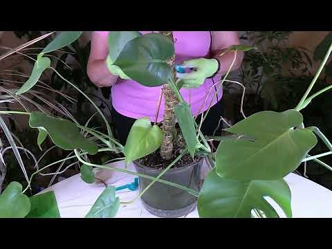 Monstera Aerial Roots/Can you cut them off?
