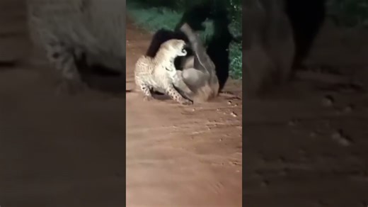 I witnessed an anteater battle a jaguar!🐾