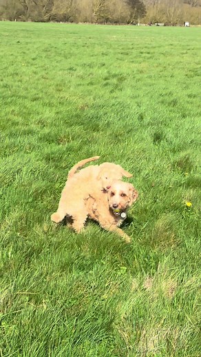 The Joy of Puppy Life: Cockapoo Adventures