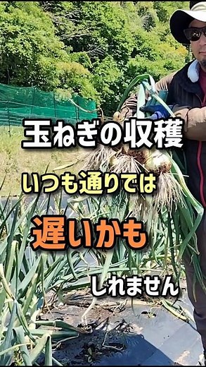 Harvesting onions: You might be waiting too long