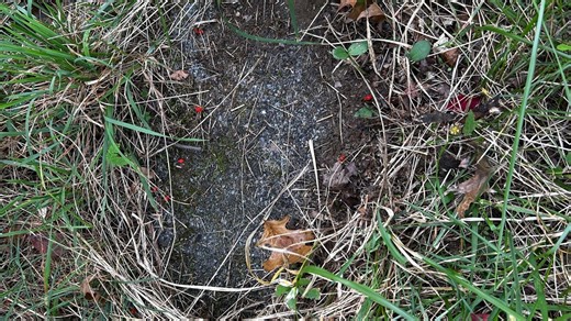 Family can't find mom's grave after Maryland cemetery left abandoned