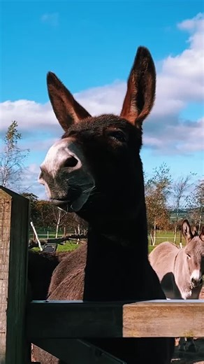 The Donkey Sanctuary | It's the end of the week. 🙌 | Instagram