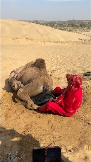 ماتكا مع جمل في الصحراء تقليد قديم