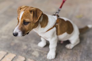 5 Reasons Your Puppy Hates The Leash And What To Do About It!