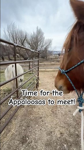 Mustang meets tiny horse!