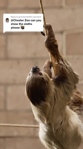 Sloths on the Move at Chester Zoo