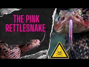 “The Pink Rattlesnake of Puebla: Mexico’s Most Beautiful and Deadly Snake