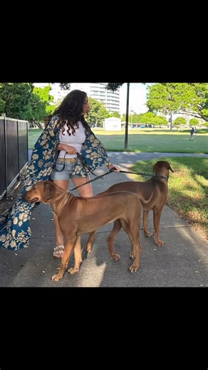 Barbara Prestia on Instagram: "Officially on break 💙 Slowing down and soaking up more quality time with my babes. Long walks, fresh air, big energy and even bigger hearts. They’re getting better at listening… well, mostly 😂😂😂 So grateful for this pause and these moments 💙💙💙 #RidgebackLife #RidgebackPups #DogMumLife #OnABreak #QualityTime #NatureWalks #SlowLiving #MostlyListening 🐾✨"