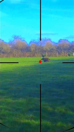 Boar Shooting | Sparare al cingiale | Tìr au sanglier