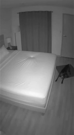 Look at this dog's reaction… it's getting really weird. #horror #mystery #ghost