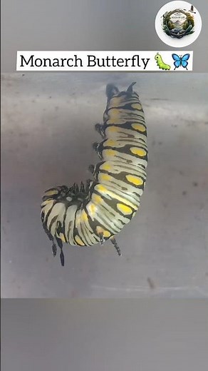 Monarch butterfly lifecycle #butterfly #monarchbutterfly #lifecycle #nature