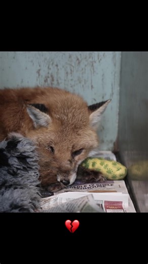 Compassionate Farewell: Honoring Niva's Journey