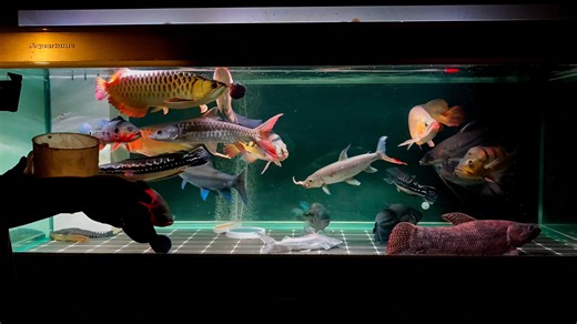 哈基猛这是绝世好猛。。每顿这么大的泥鳅4-5条，而且在鱼缸里抢食也不弱势，猛的一批