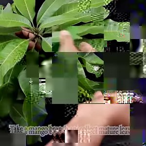 470K views · 23K reactions | How to grow mango tree from mango leaves using red onion hormone | Rana Craft | Facebook