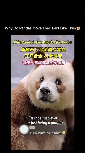 Why Do Pandas Move Their Ears Like This? 🐼🤔