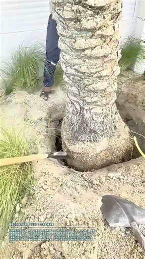 重機とスコップ連携：大型ヤシの木定植作業