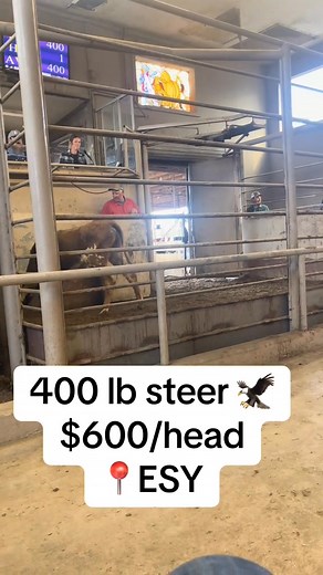 #cattle #ganado #cattlemarket #cattleauction #calicattleco #california #subastadeganado #corriente #corrientecattle #ropingcattle #longhorncattle #longhorn | Jonathan Bell
