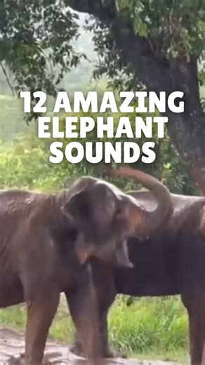 Global Sanctuary for Elephants | Which sound was your favorite? 🎺🐘😄 As we know, elephant vocalization plays a key role in their survival in the wild. For this week’s... | Instagram