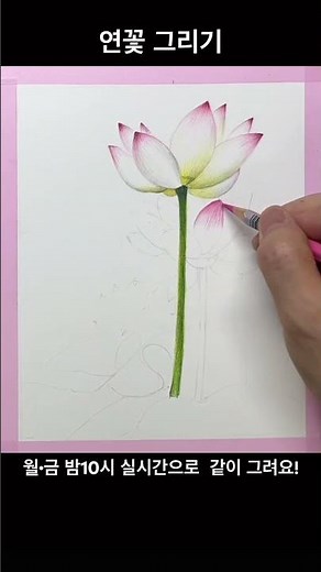 연꽃 그리기Draw a lotus flower#색연필화#꽃그림#티노씨실시간 #sketch #drawing