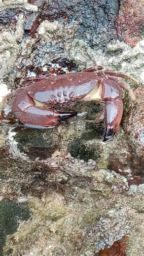 Crab Walking Along in to Sea 🦀