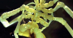 Une incroyable nouvelle espèce d'araignée de mer jaune fluo sort des profondeurs de l'Antarctique