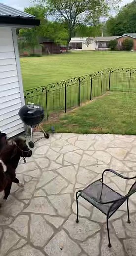 Welcome to the Funny Farm with Sassy the Miniature Pony