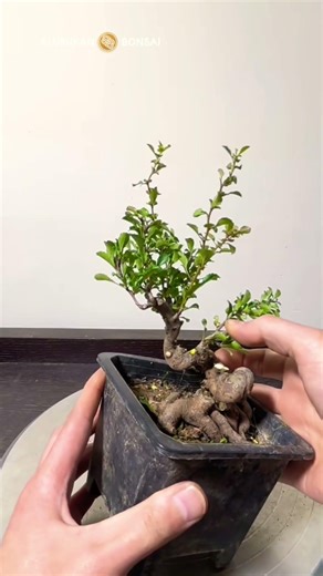Caring for the basics of boxwood bonsai #bonsai #bonsaitree #bonsaiart